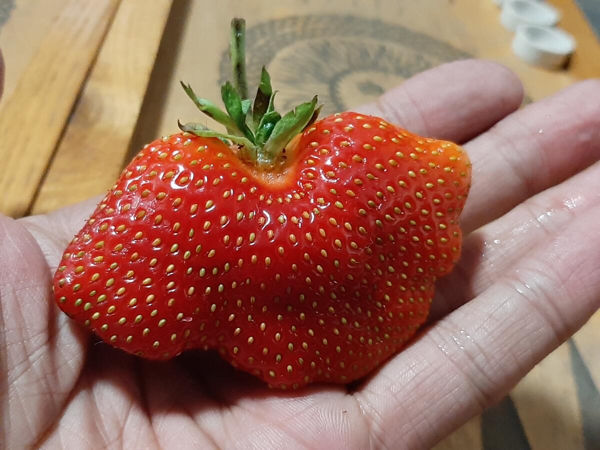 Огромная ягода клубники