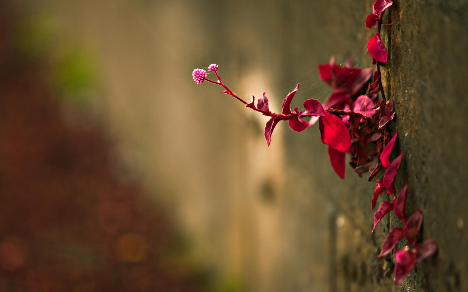 Free photo Red plant blooming on the wall