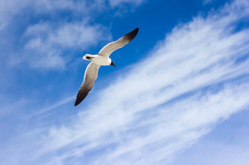 The flight of a sea gull against the blue sky