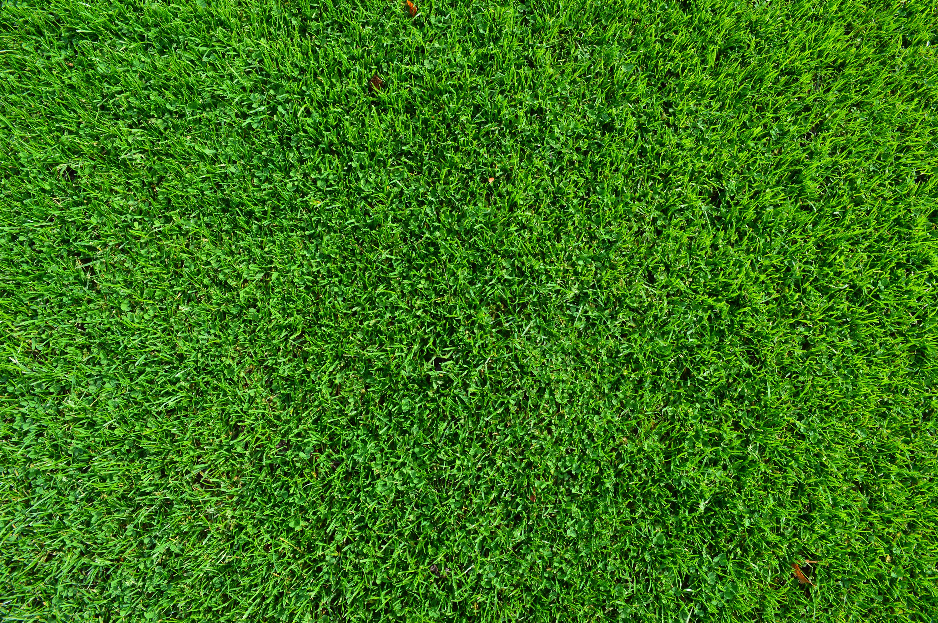 Бесплатное фото Зеленый газон