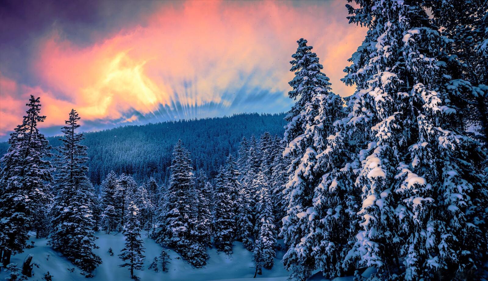Sunrise over the snowy forest