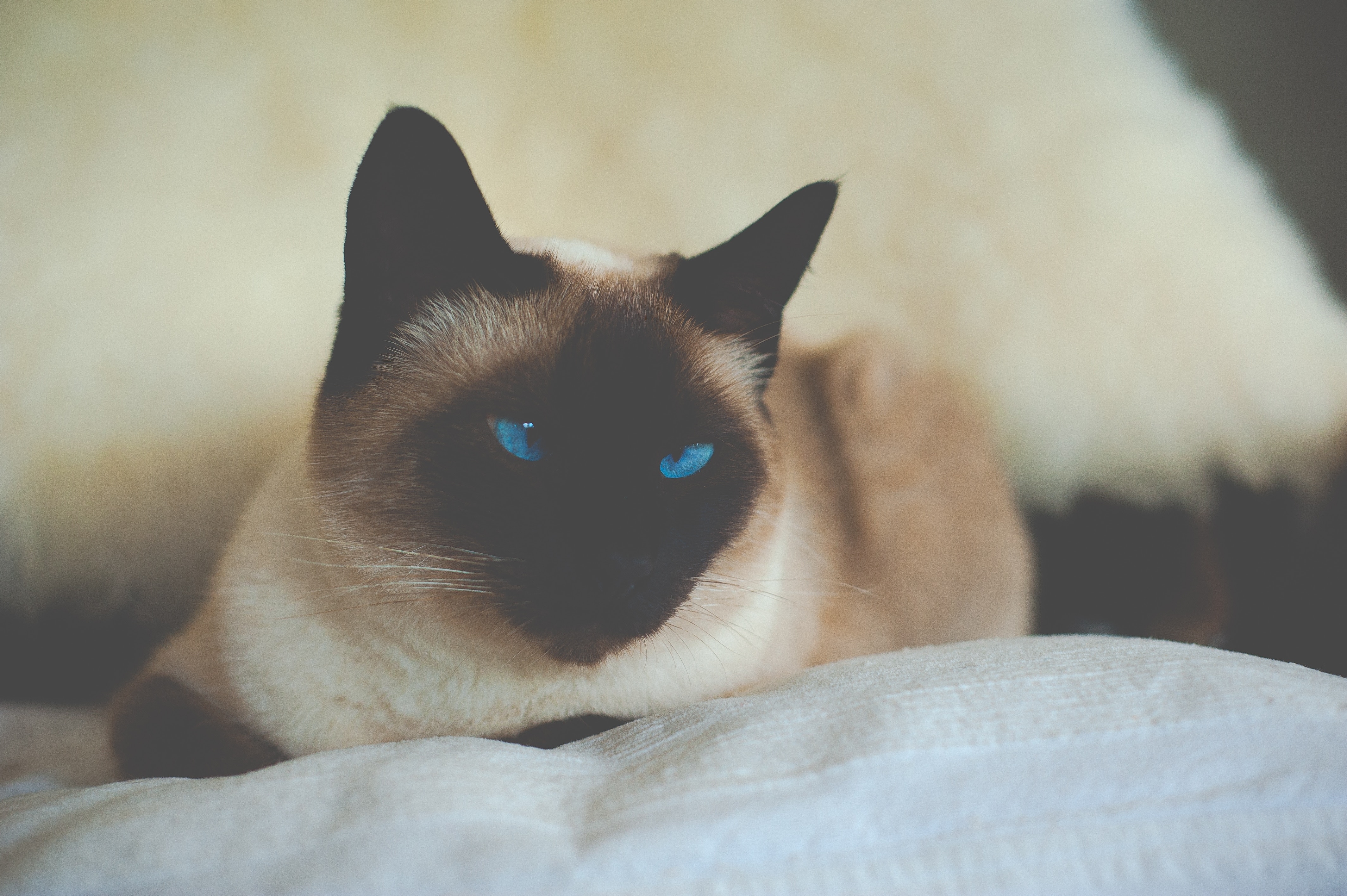 Бесплатное фото Сиамский голубоглазый кот