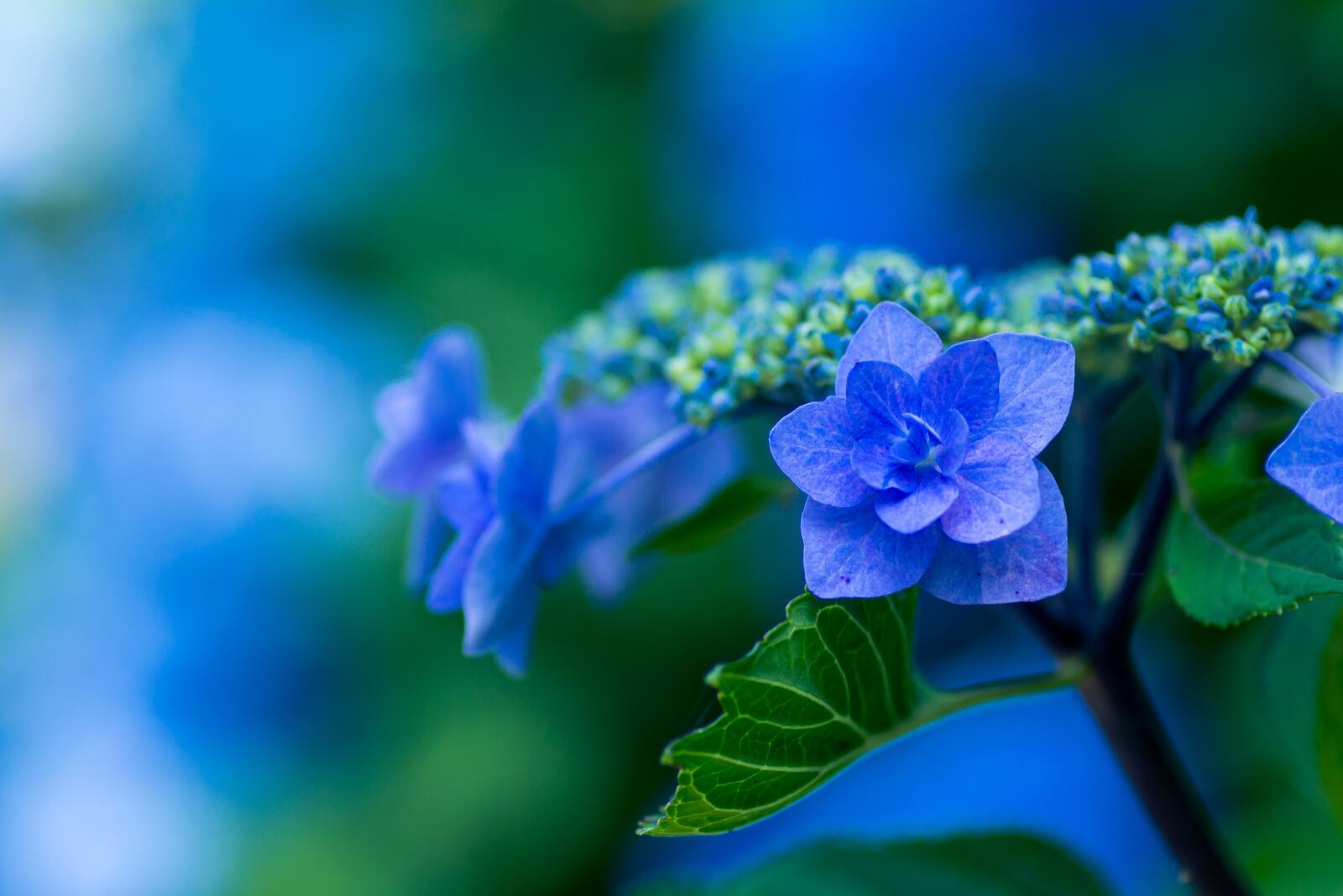 免费照片一幅蓝色花朵的图片。