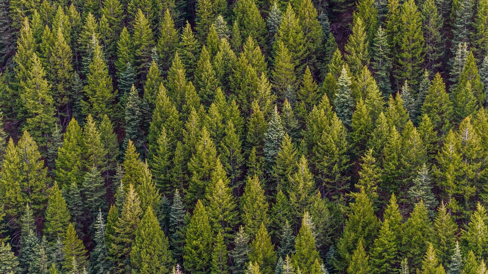 Free photo Spruce forest texture