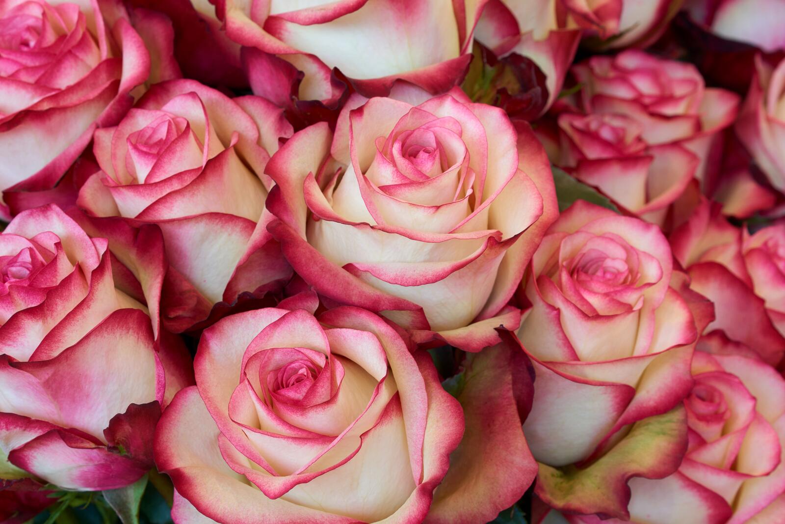 Бесплатное фото Фон состоящий из розовых роз