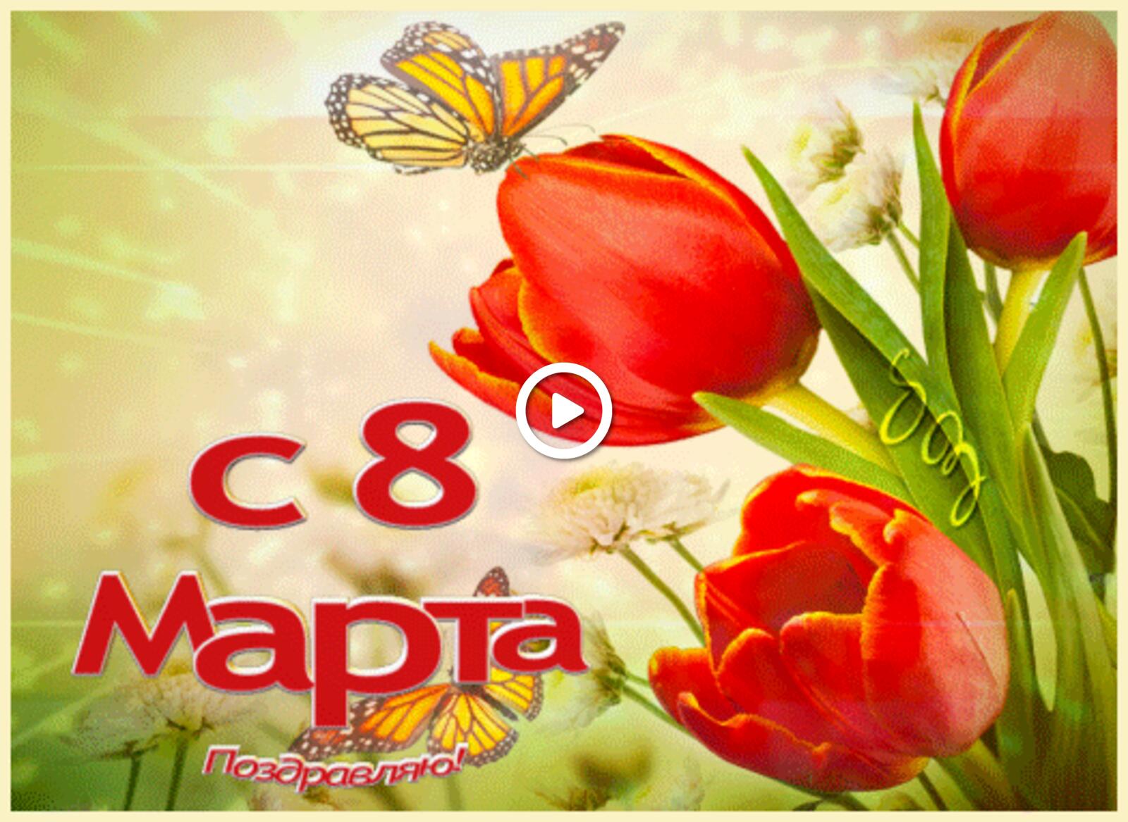 8 march tulip butterfly