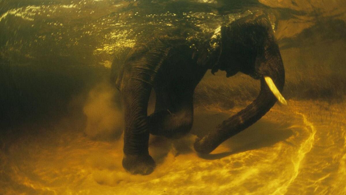 Слон под водой