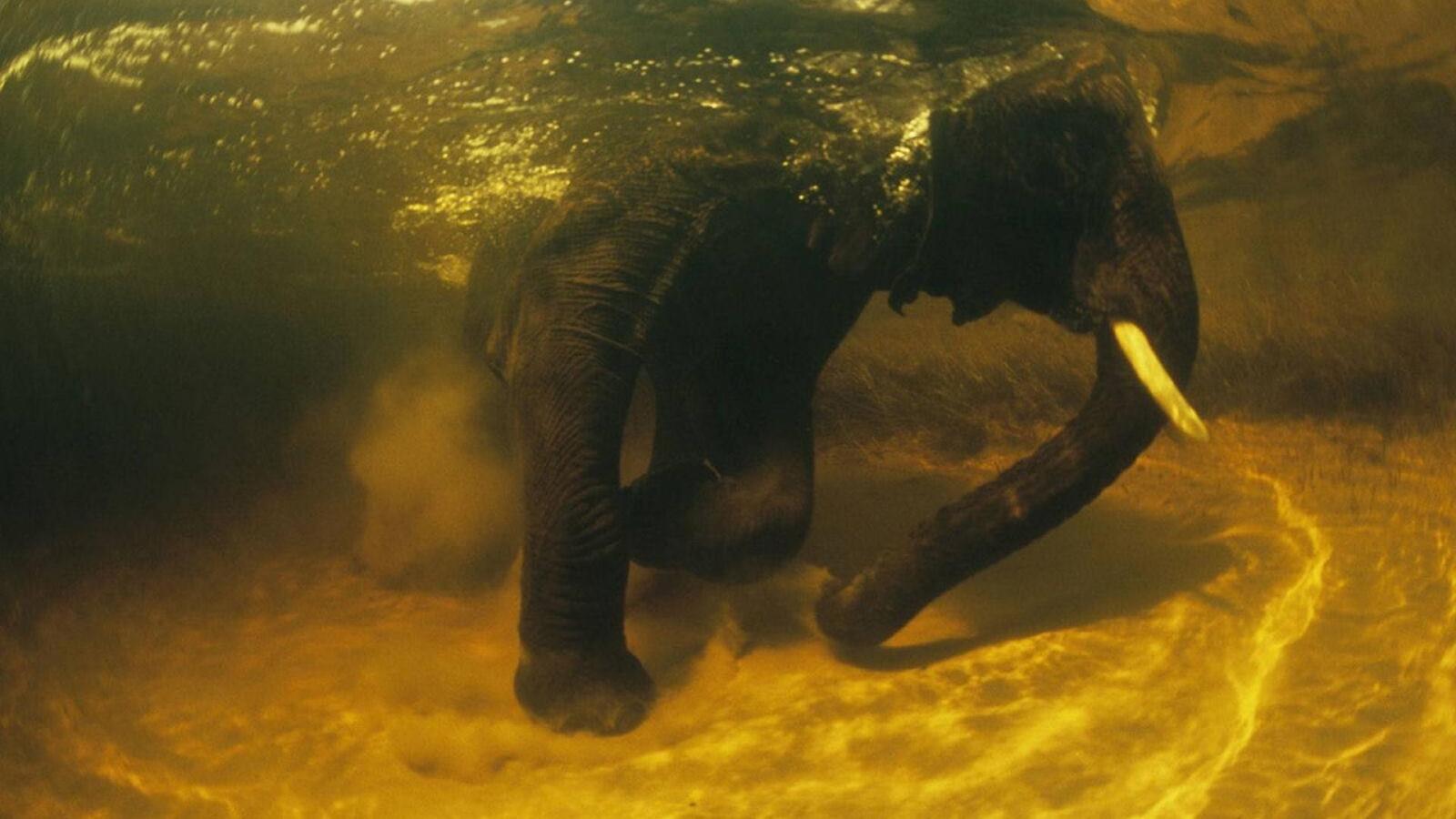 Free photo An elephant underwater