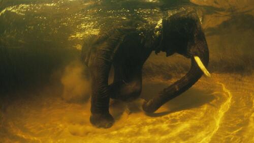 Слон под водой