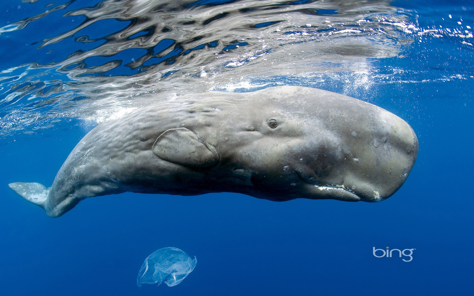 Фото бесплатно животные, кит, биология