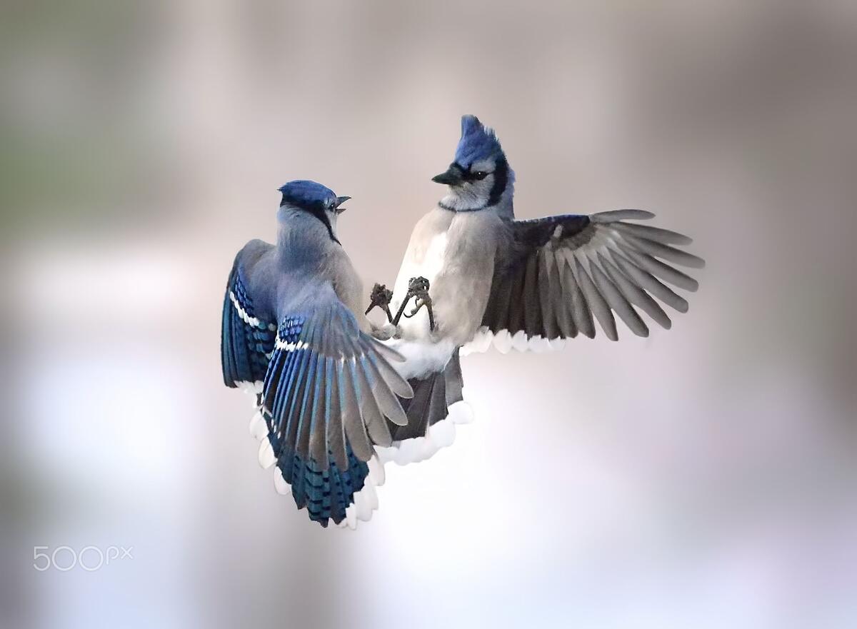 A blue jay admires herself in the mirror.