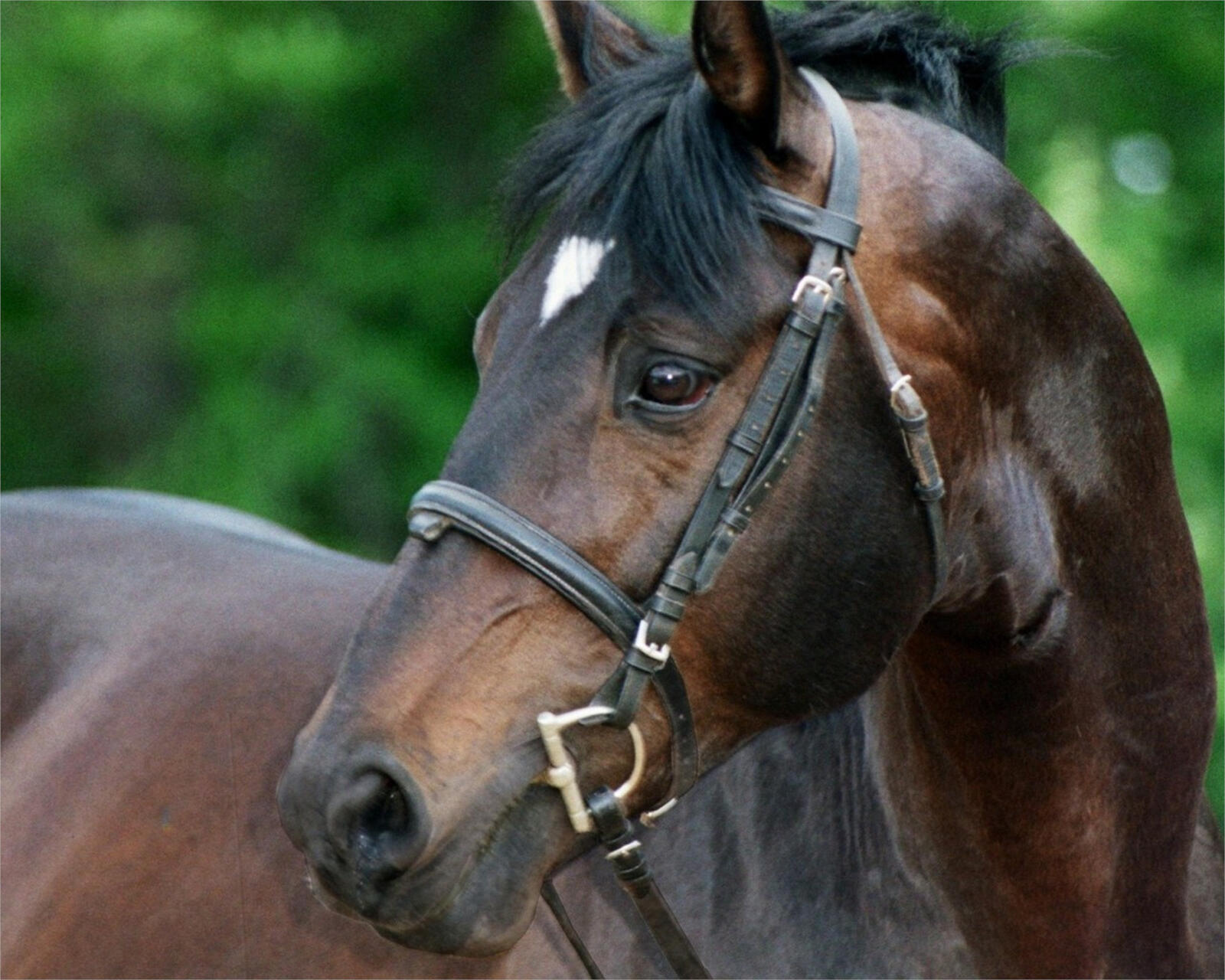Обои лошадь конь животное на рабочий стол