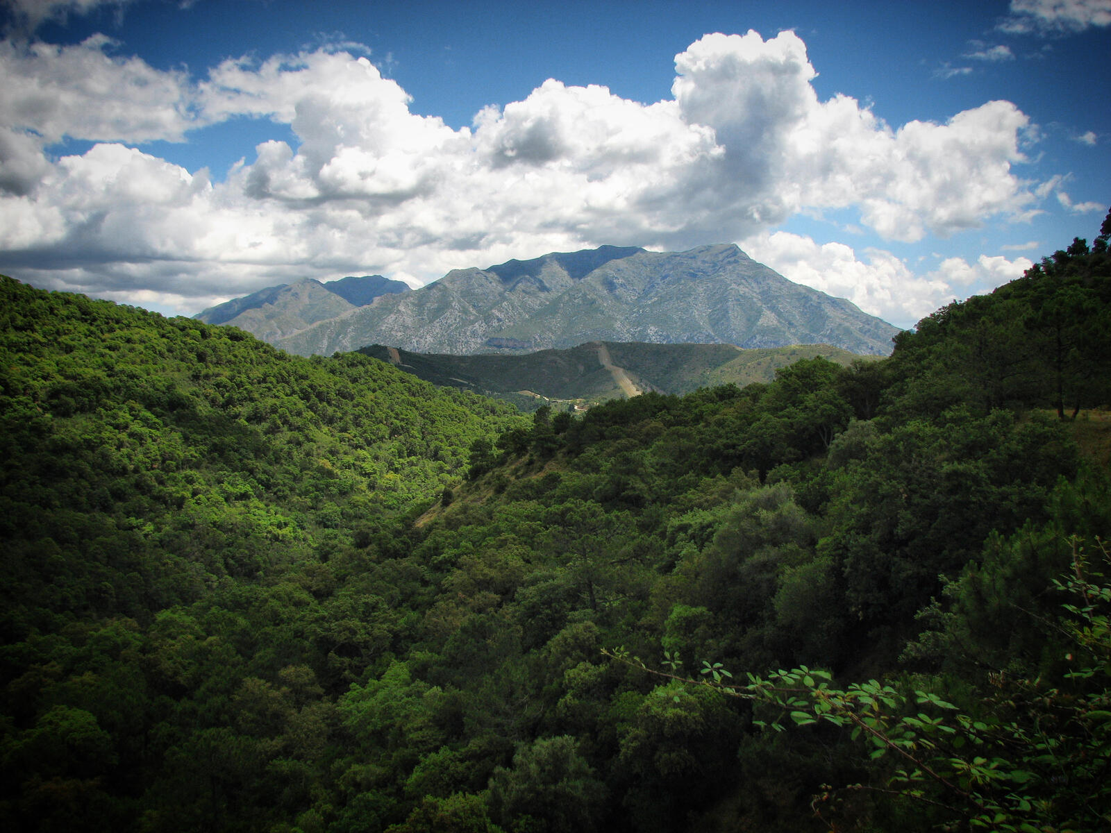 Бесплатное фото Вершины гор с деревьями