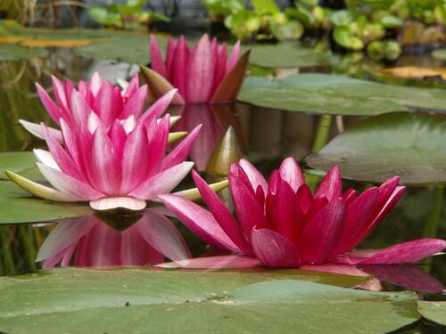 Pink lotus flowers on water