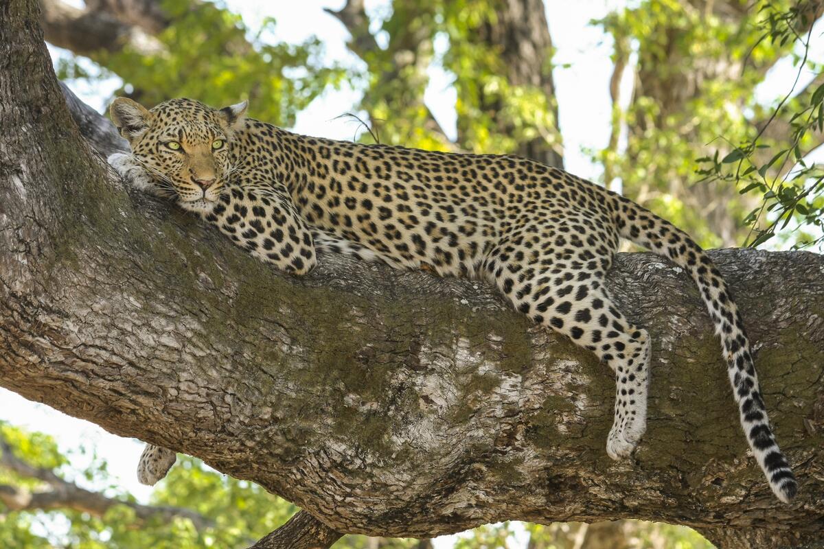 The leopard is lying on a tree branch hiding from the sun.