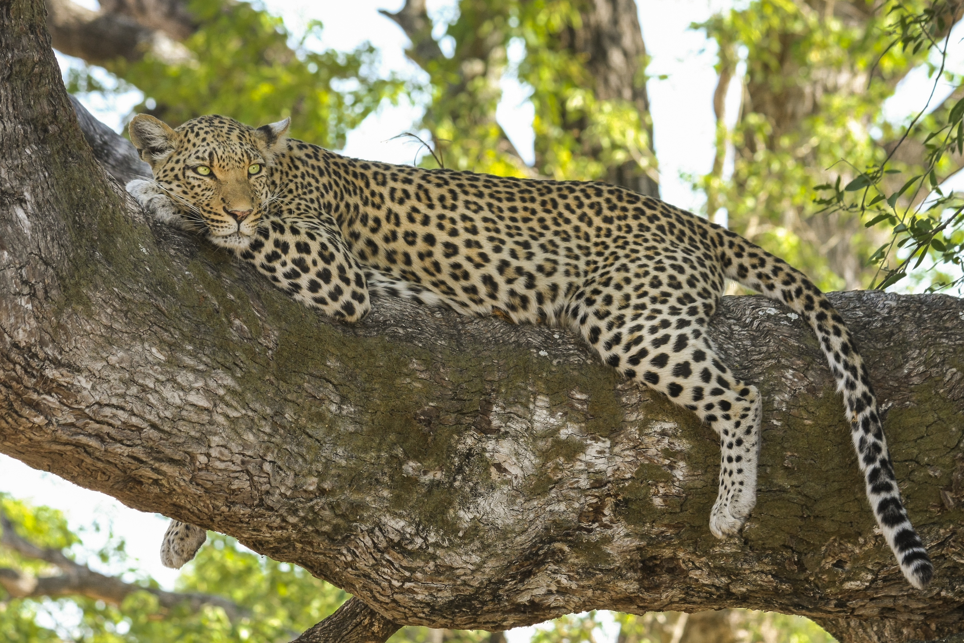 Бесплатное фото Леопард лежит на ветви дерева прячась от солнца