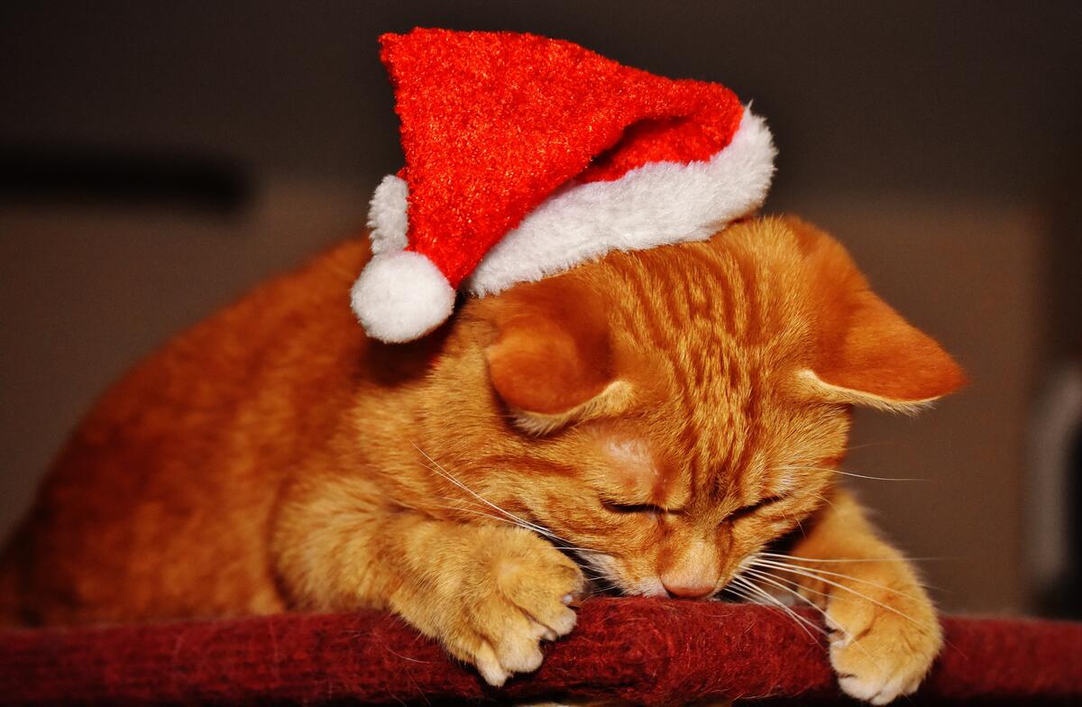Рыжий кот в новогодней шапке