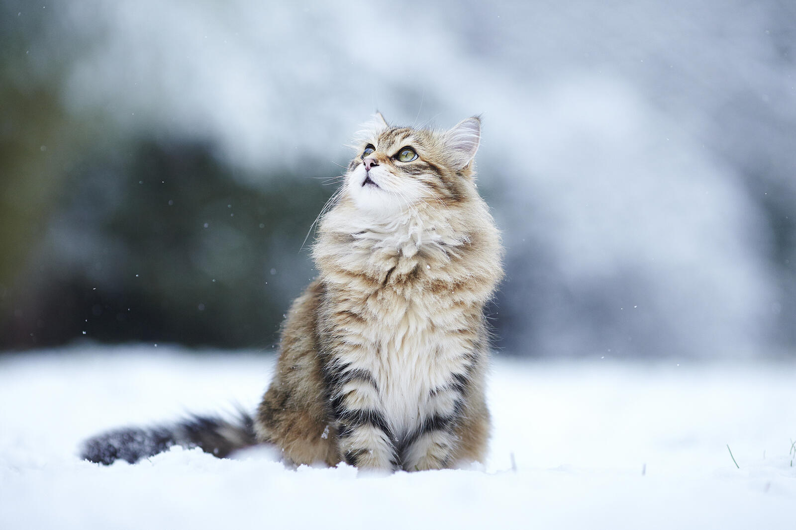 Бесплатное фото Кошечка удивленно смотрит на падающий снег