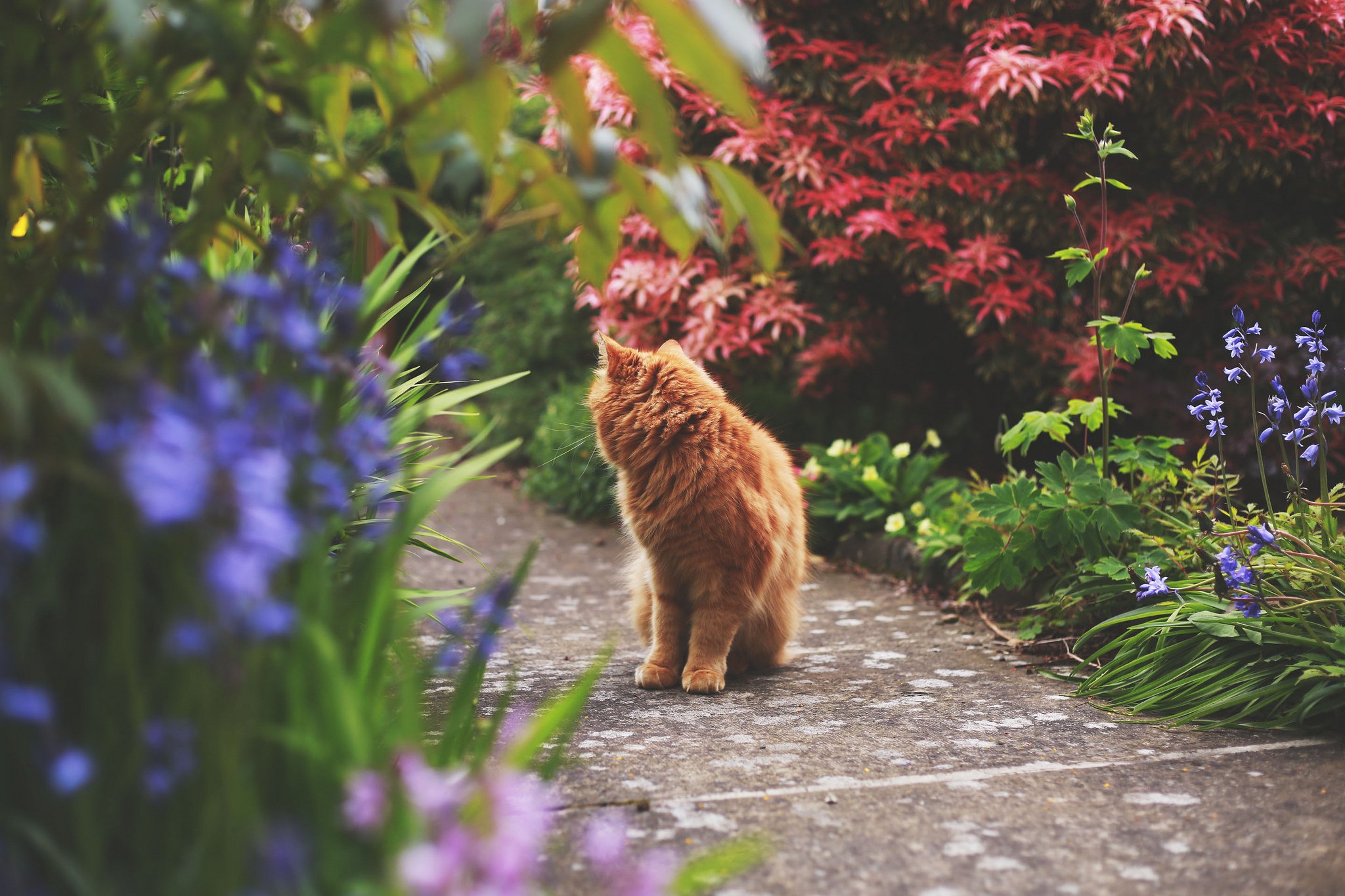 Free photo A red cat walks down the street among the flowers