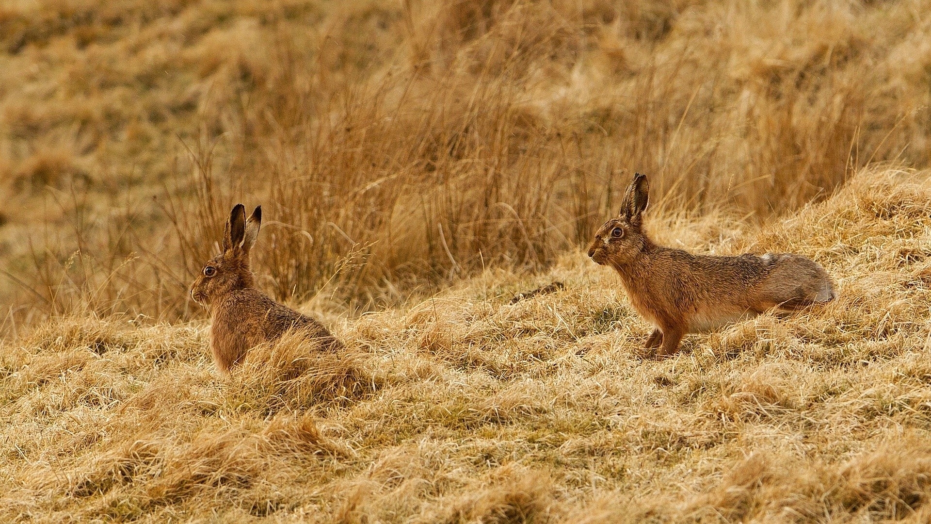 Free photo Wild hares