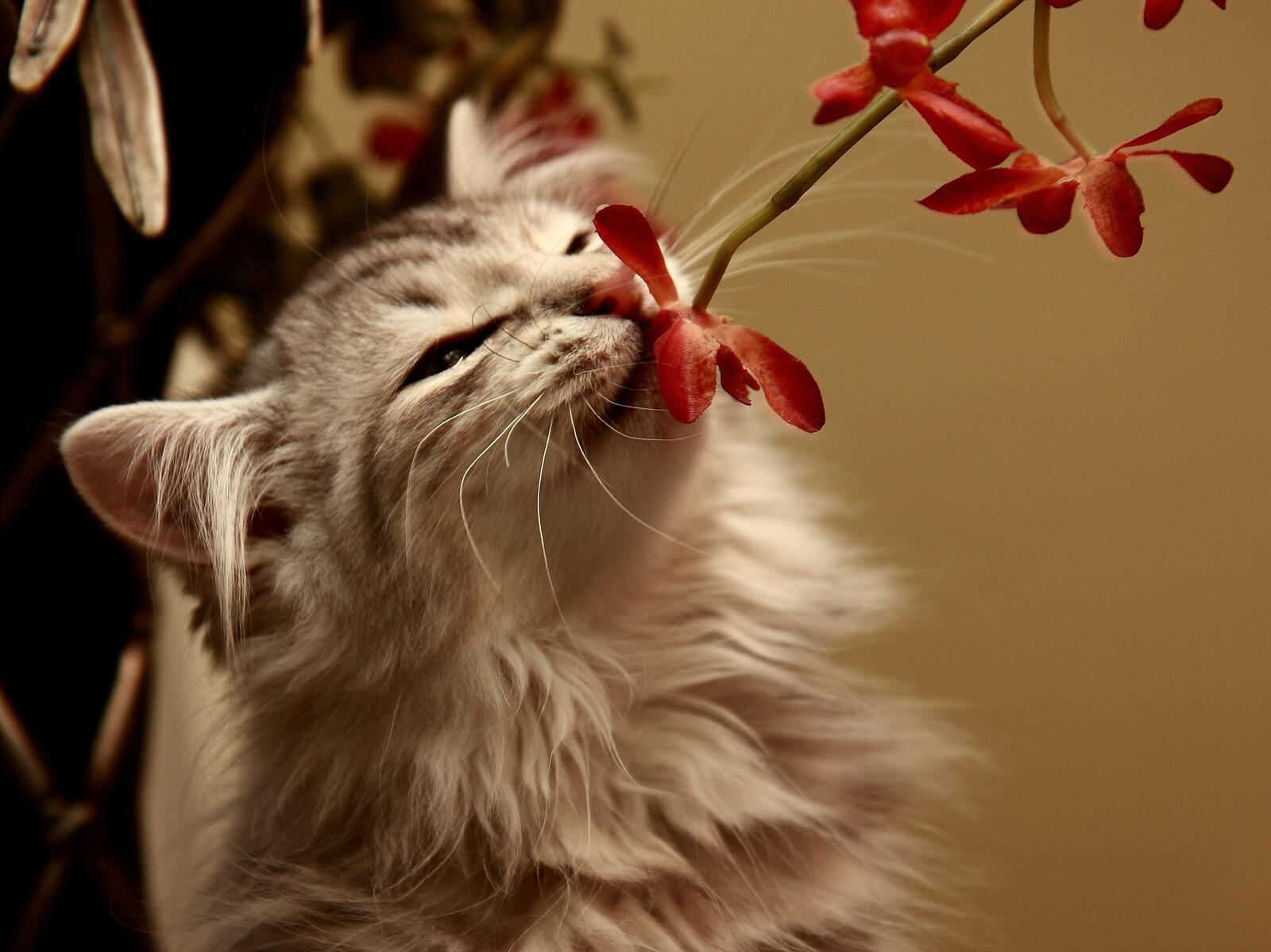 Бесплатное фото Кошечка с цветами