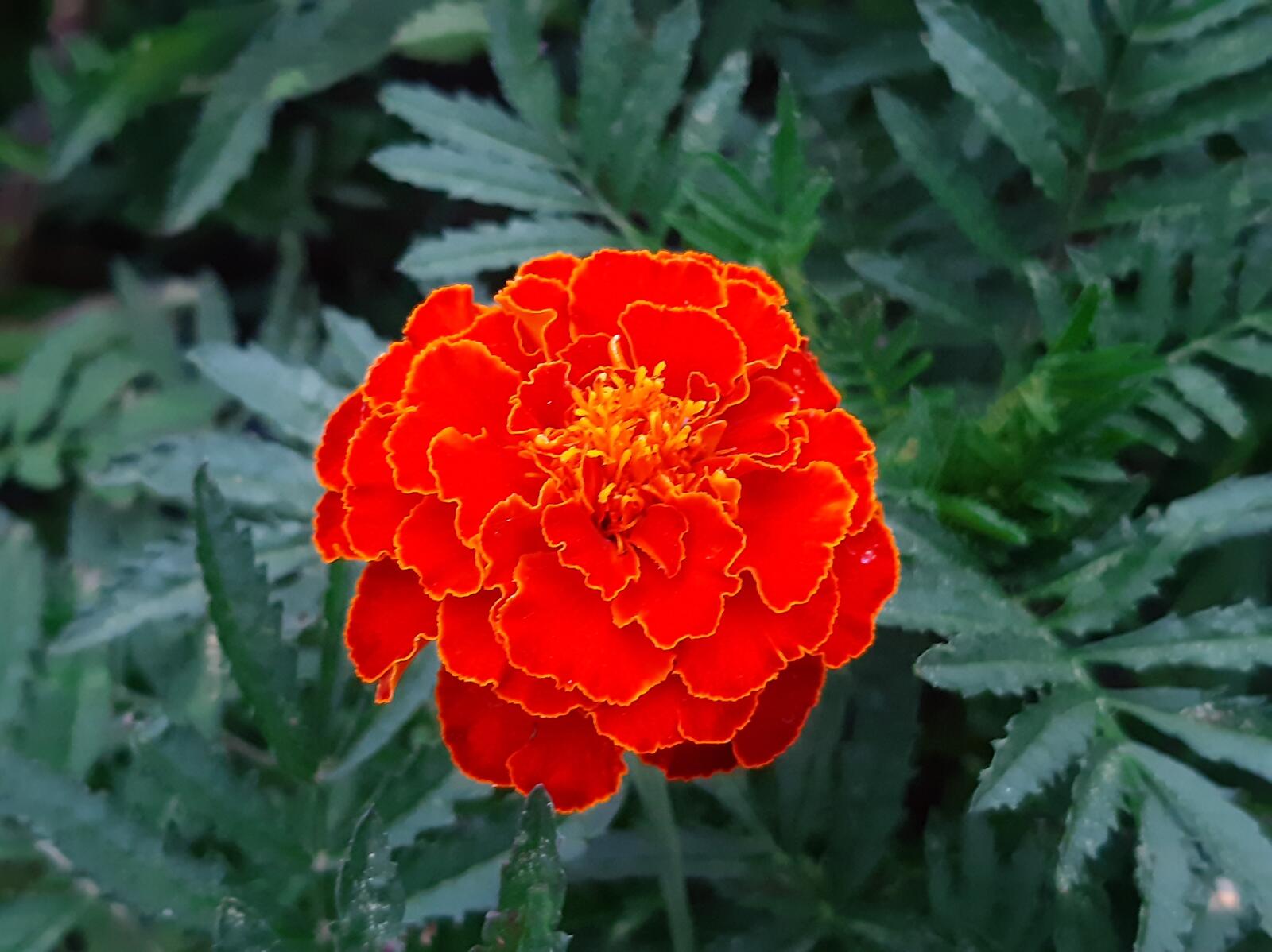 Бесплатное фото Оранжевые цветы бархатцы