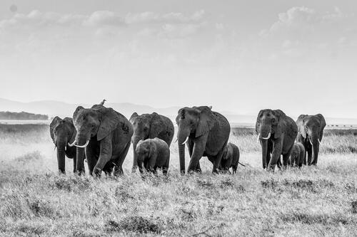 A family of elephants walks to a watering hole in Savannah.