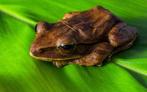 A brown frog lies on a lily petal