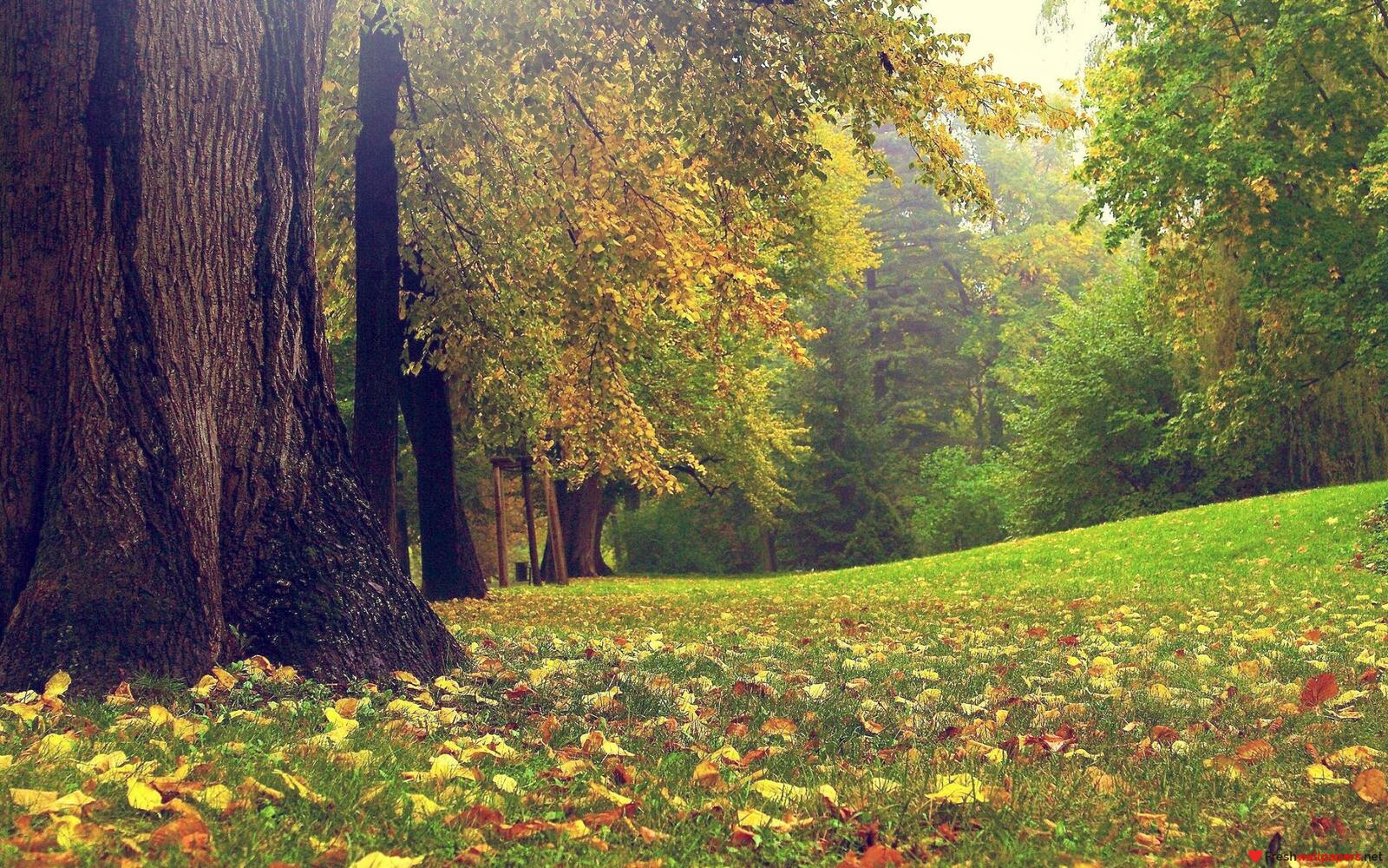 Бесплатное фото Лужайка в парке среди деревьев во время листопада