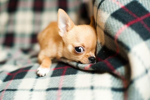A small Chihuahua dog hides on the couch behind a blanket