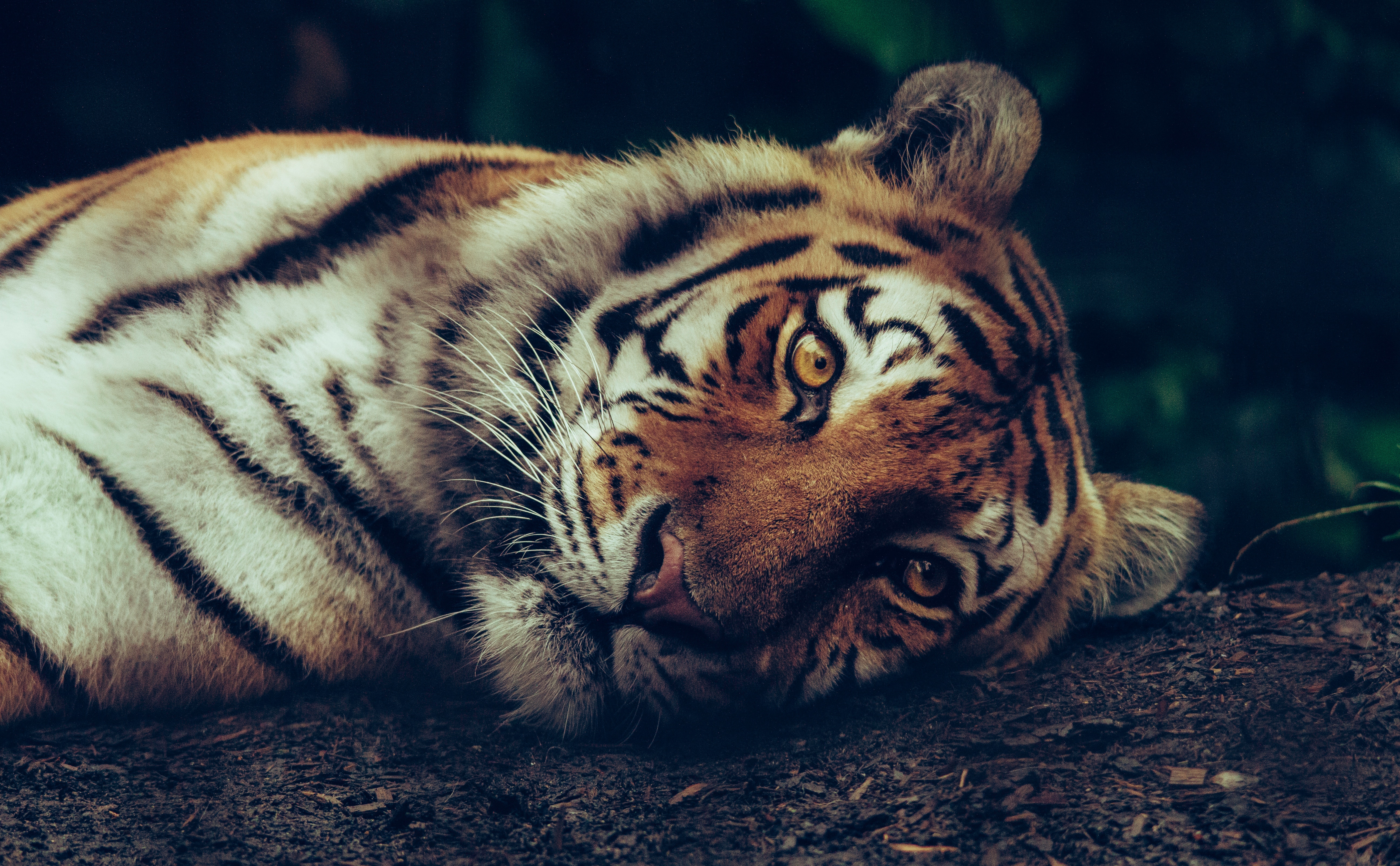 Тигр лежит с открытыми глазами