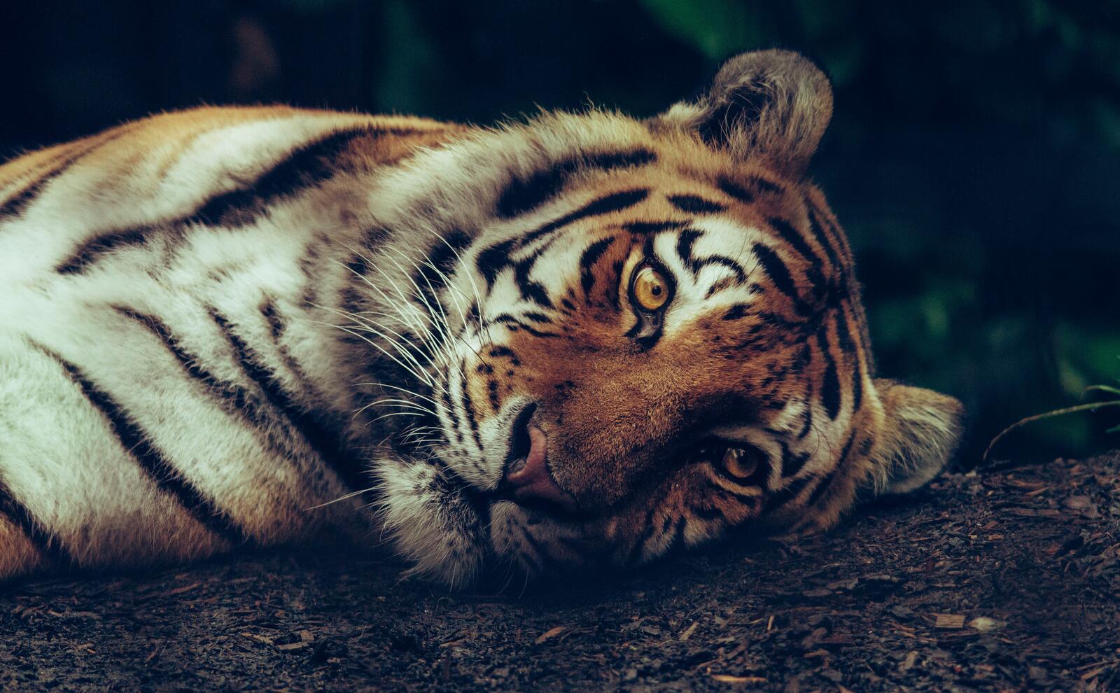 Бесплатное фото Тигр лежит с открытыми глазами