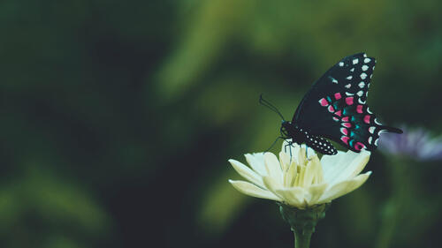 A butterfly with black wings on a flower