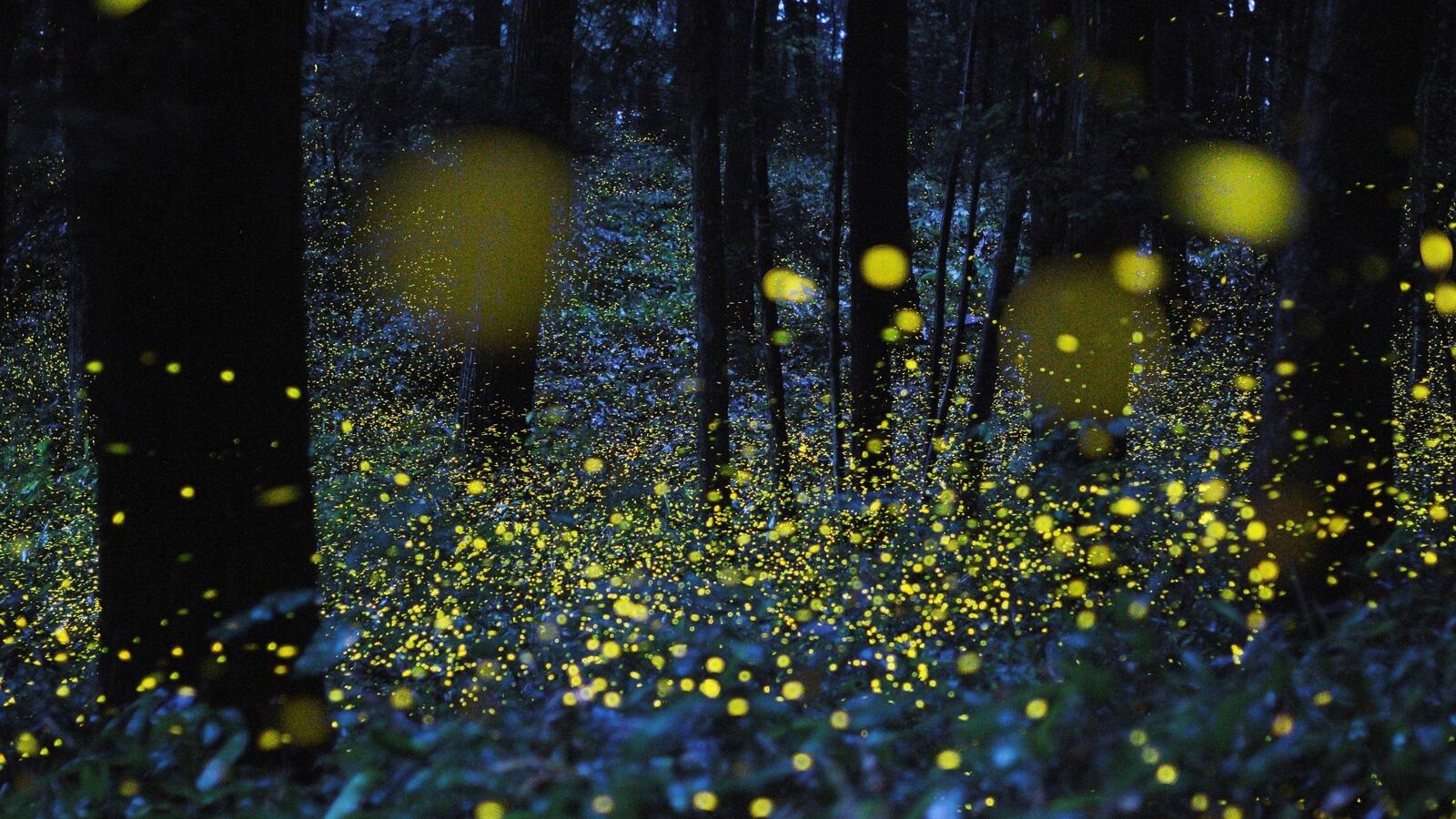 Free photo Fireflies in the night forest