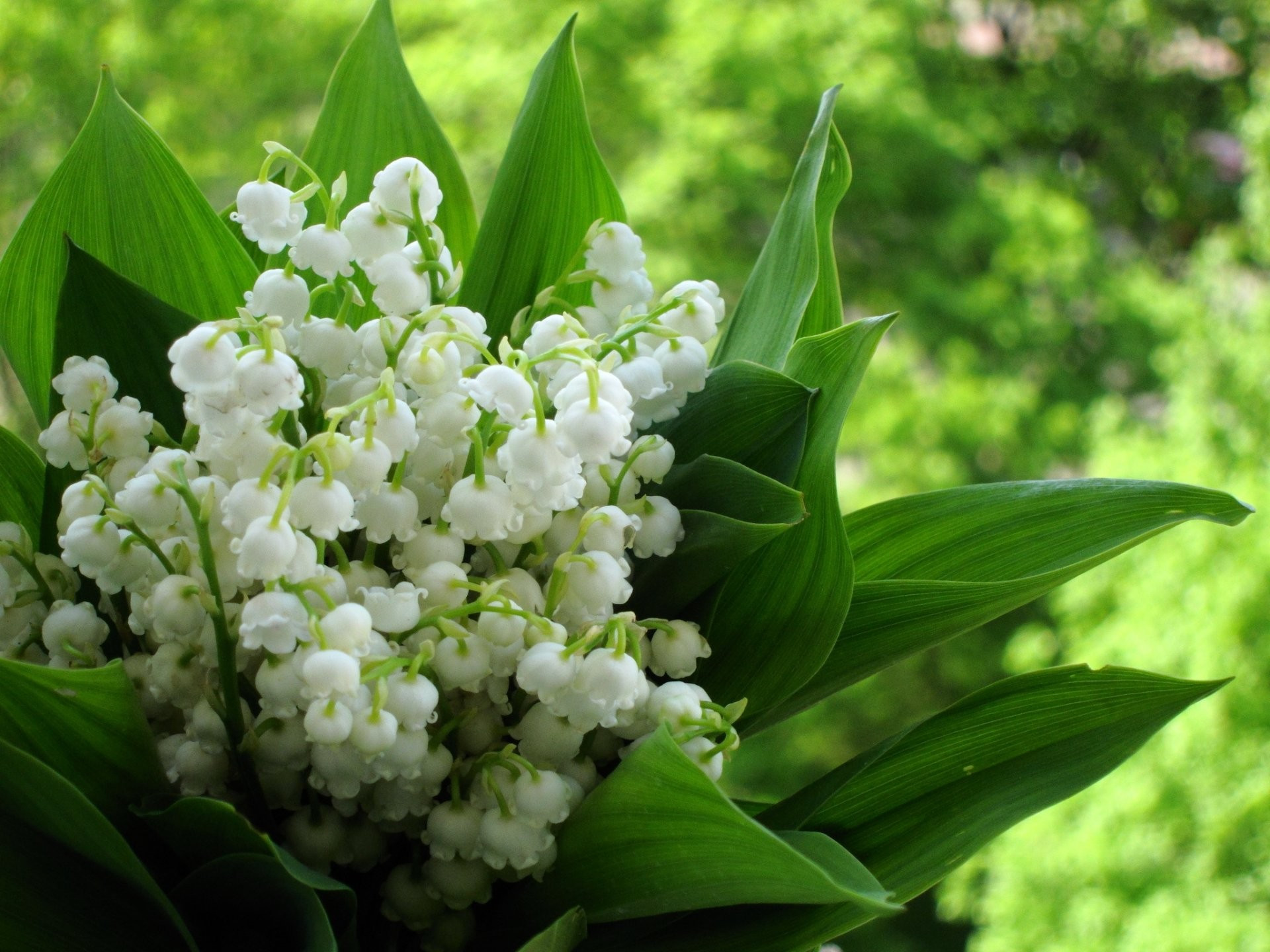 Free photo Lily of the valley flowers