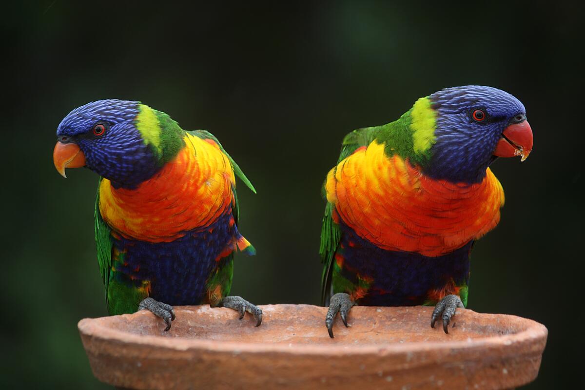Яркие разноцветные попугайчики