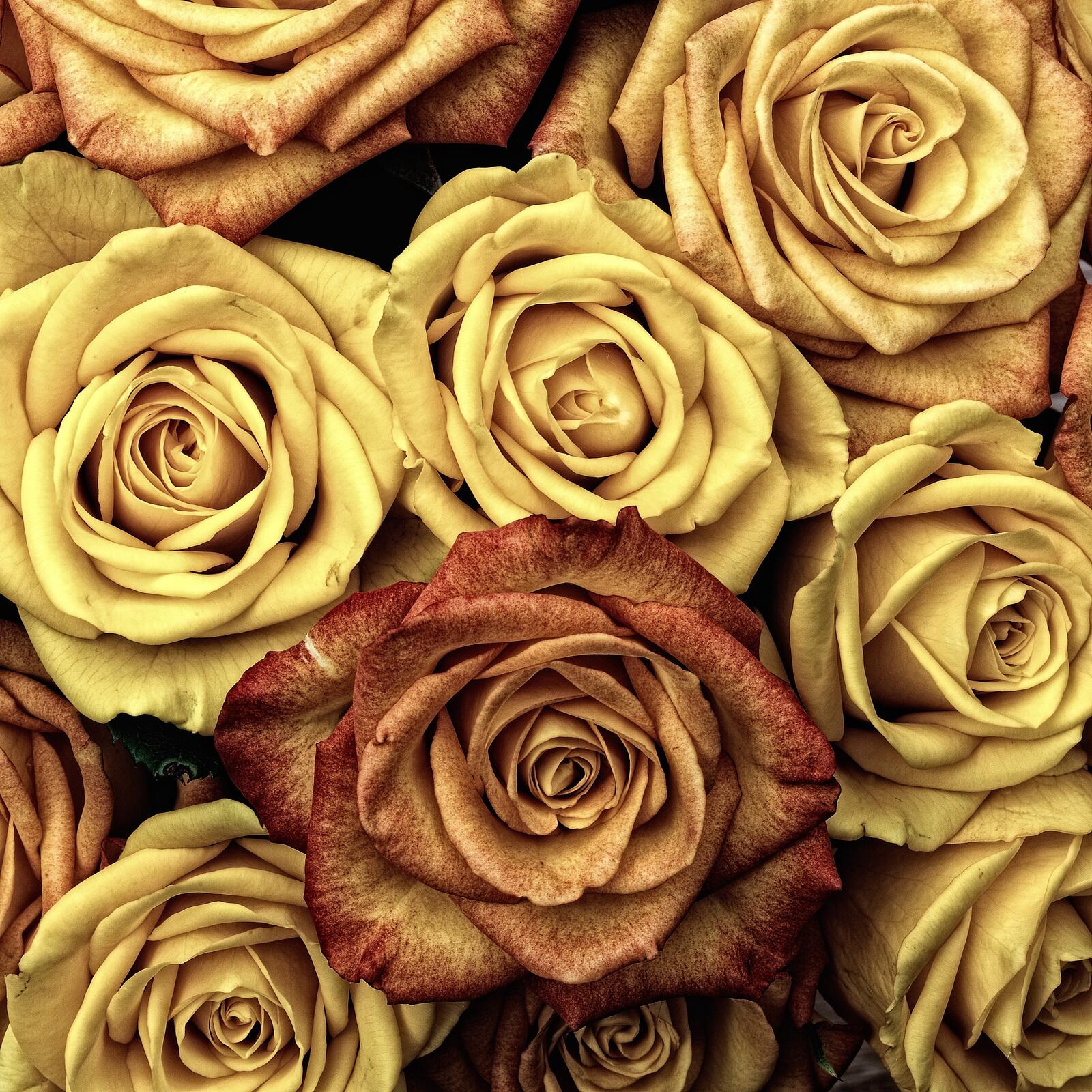 Бесплатное фото Обои с бутонами роз
