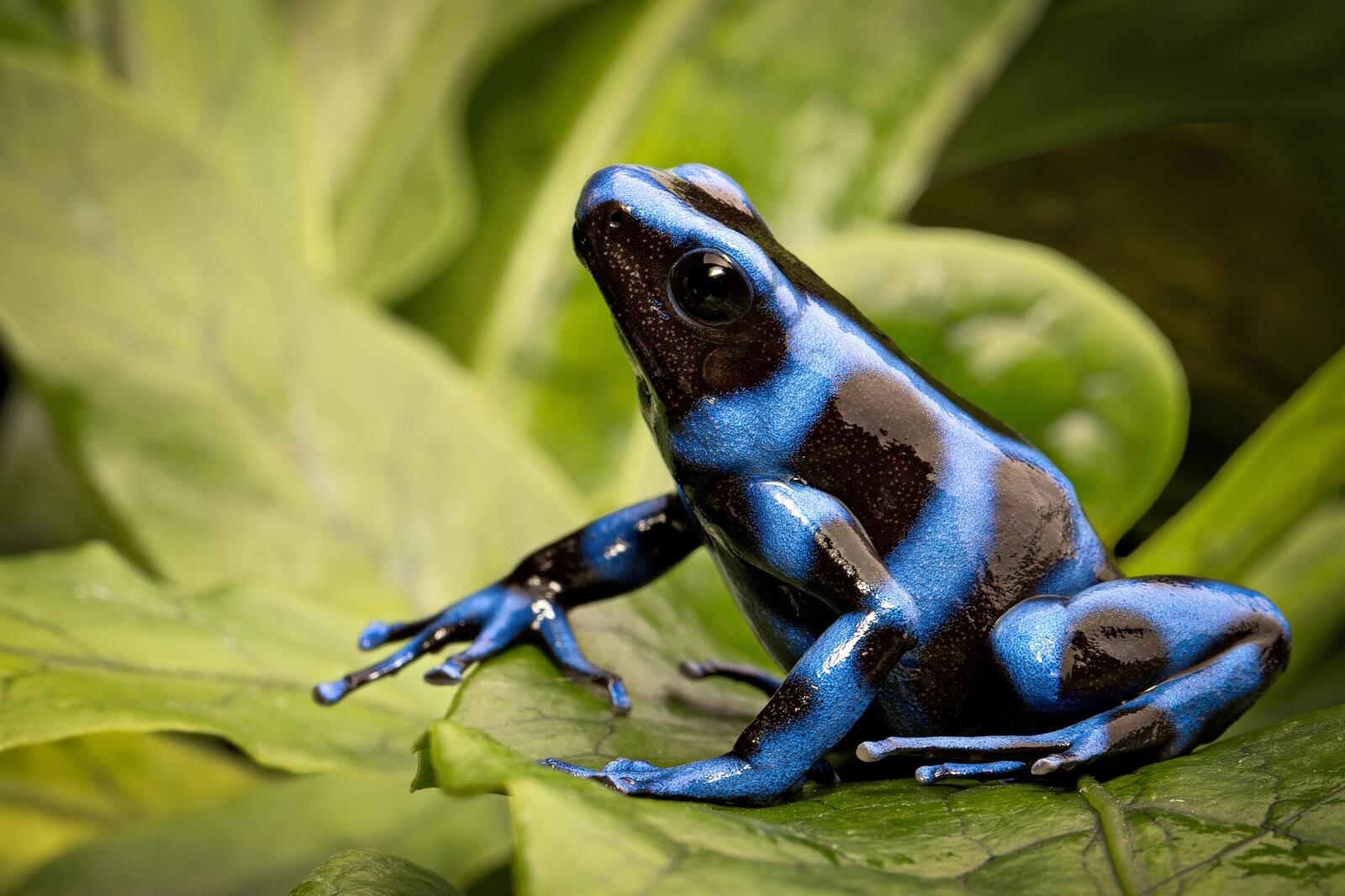 Бесплатное фото Ядовитая дротиковая лягушка синего цвета