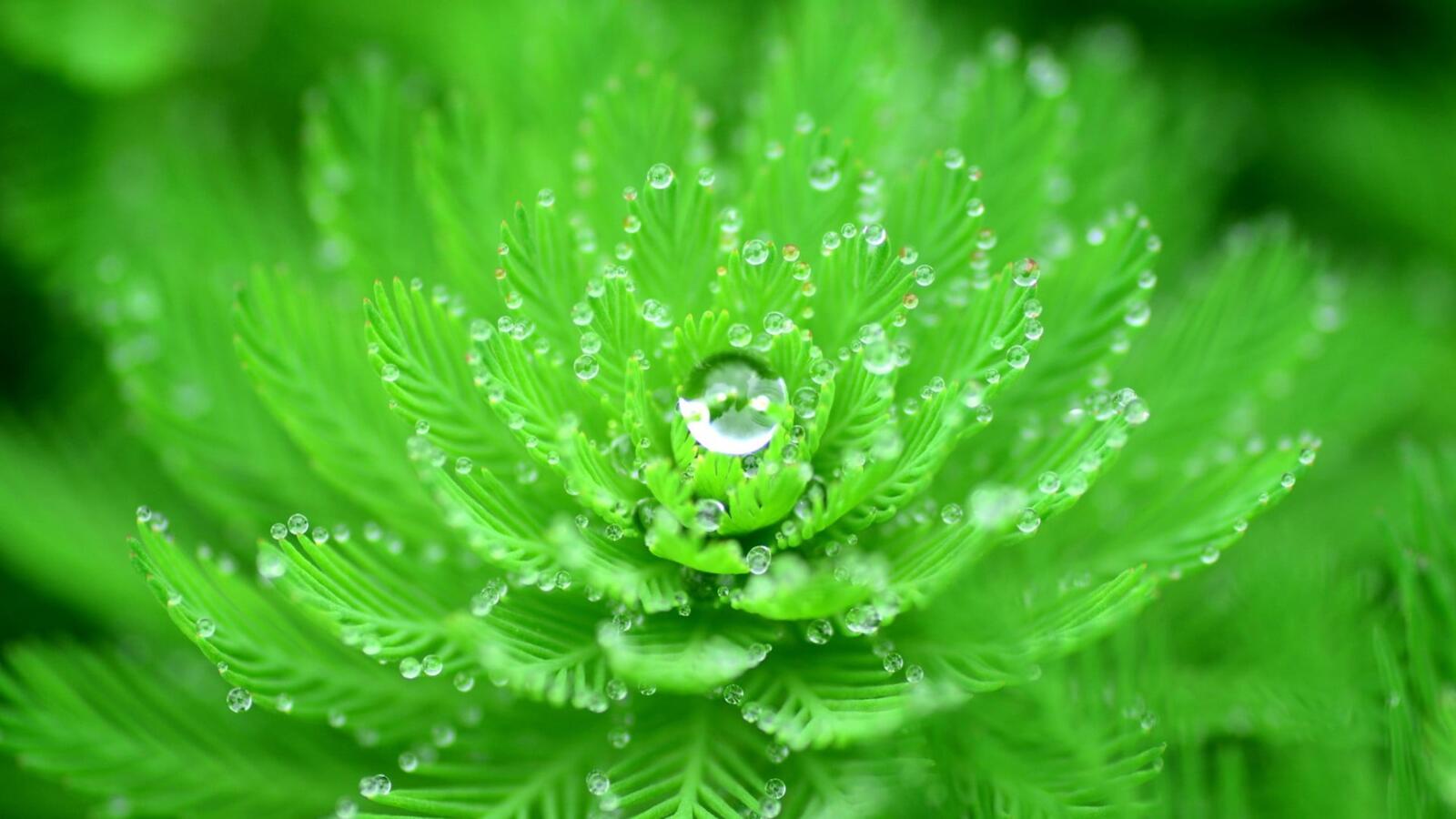 Бесплатное фото Капельки росы на зеленом цветке