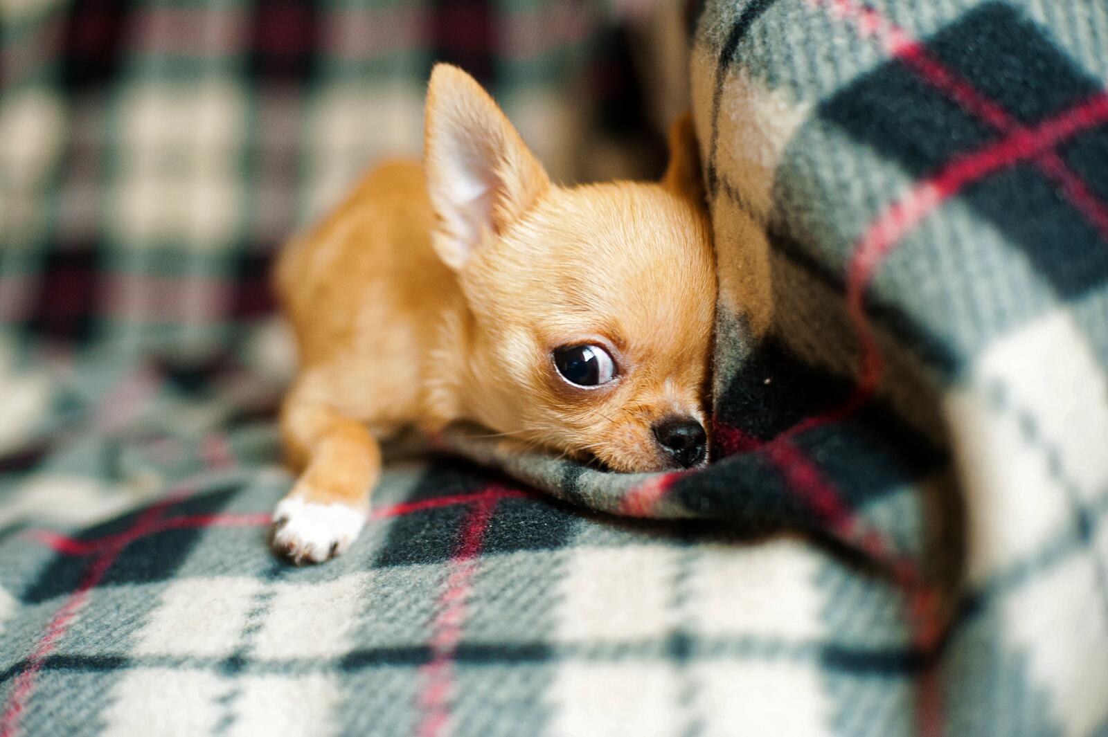 Бесплатное фото Рыжий щенок чихуахуа на диване