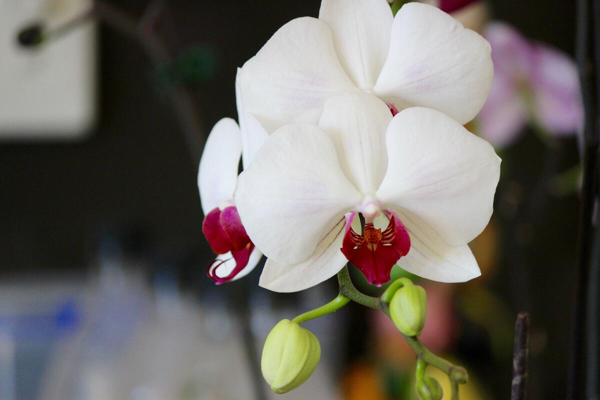 Белые лепестки орхидеи