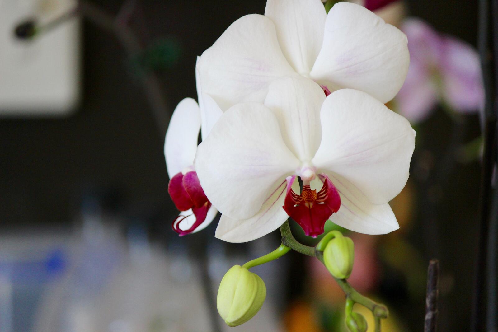 Бесплатное фото Белые лепестки орхидеи