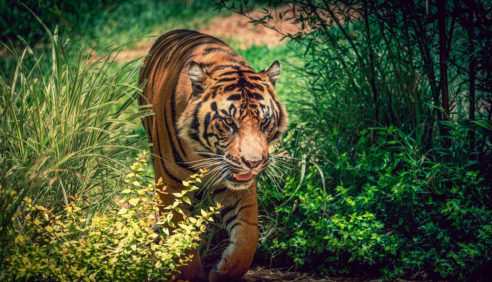 Бесплатное фото Большой тигр проберается через высокую траву