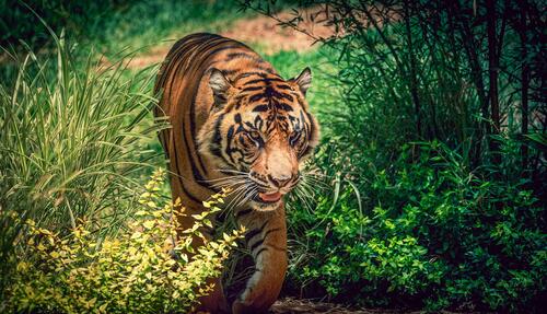 Большой тигр проберается через высокую траву