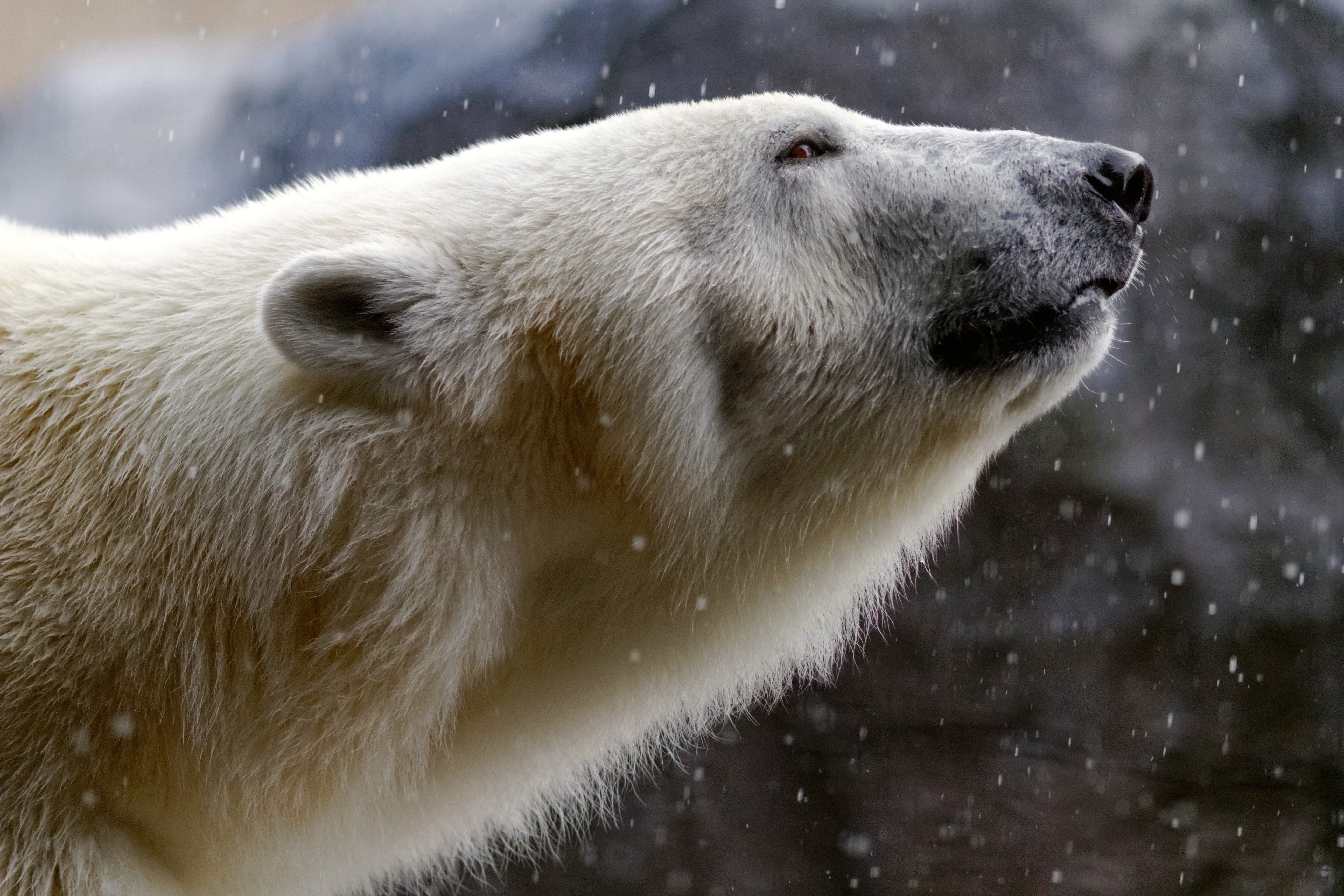 桌面上的壁纸动物 野生动物 北极熊