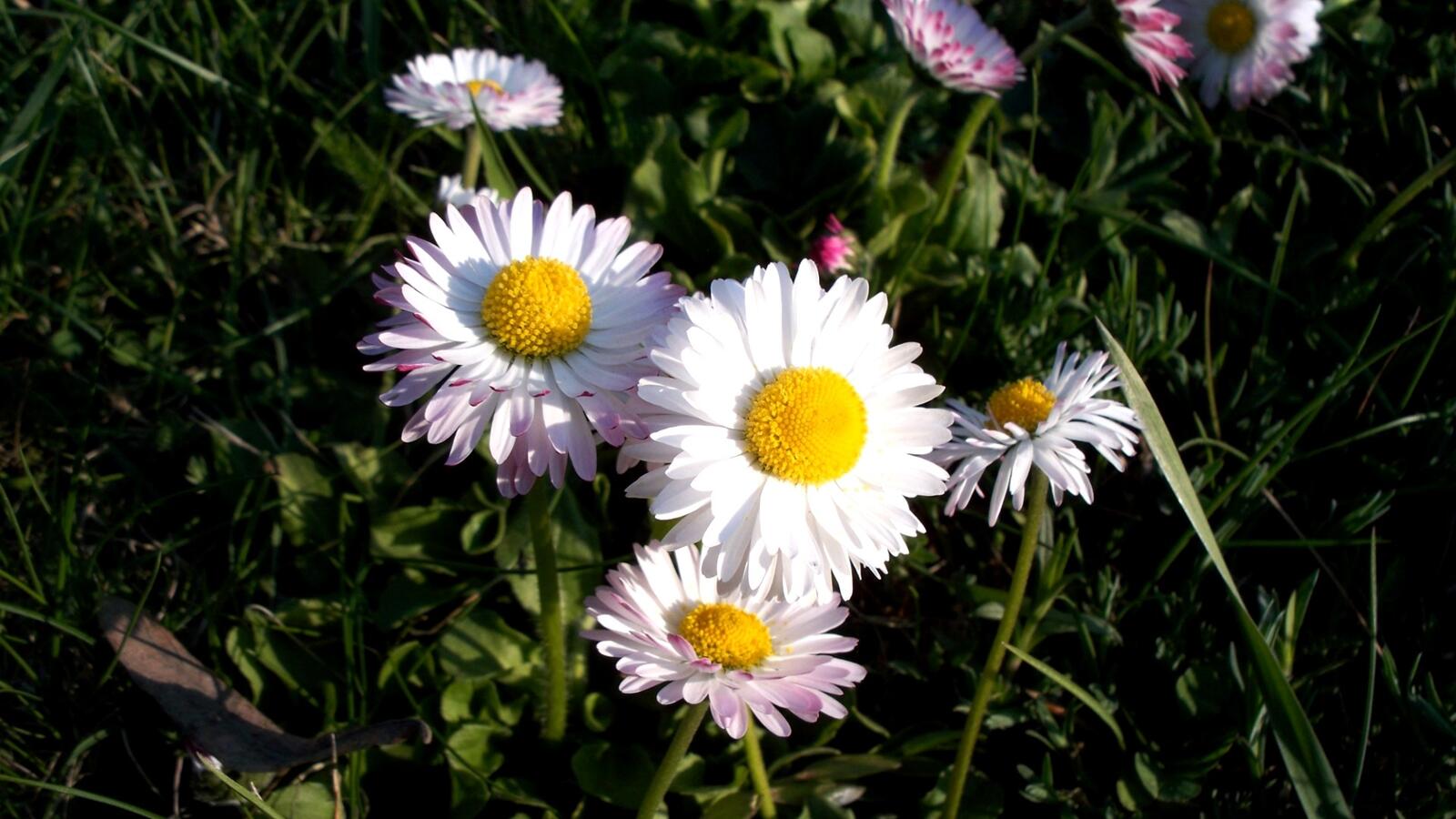 Free photo Summer daisies