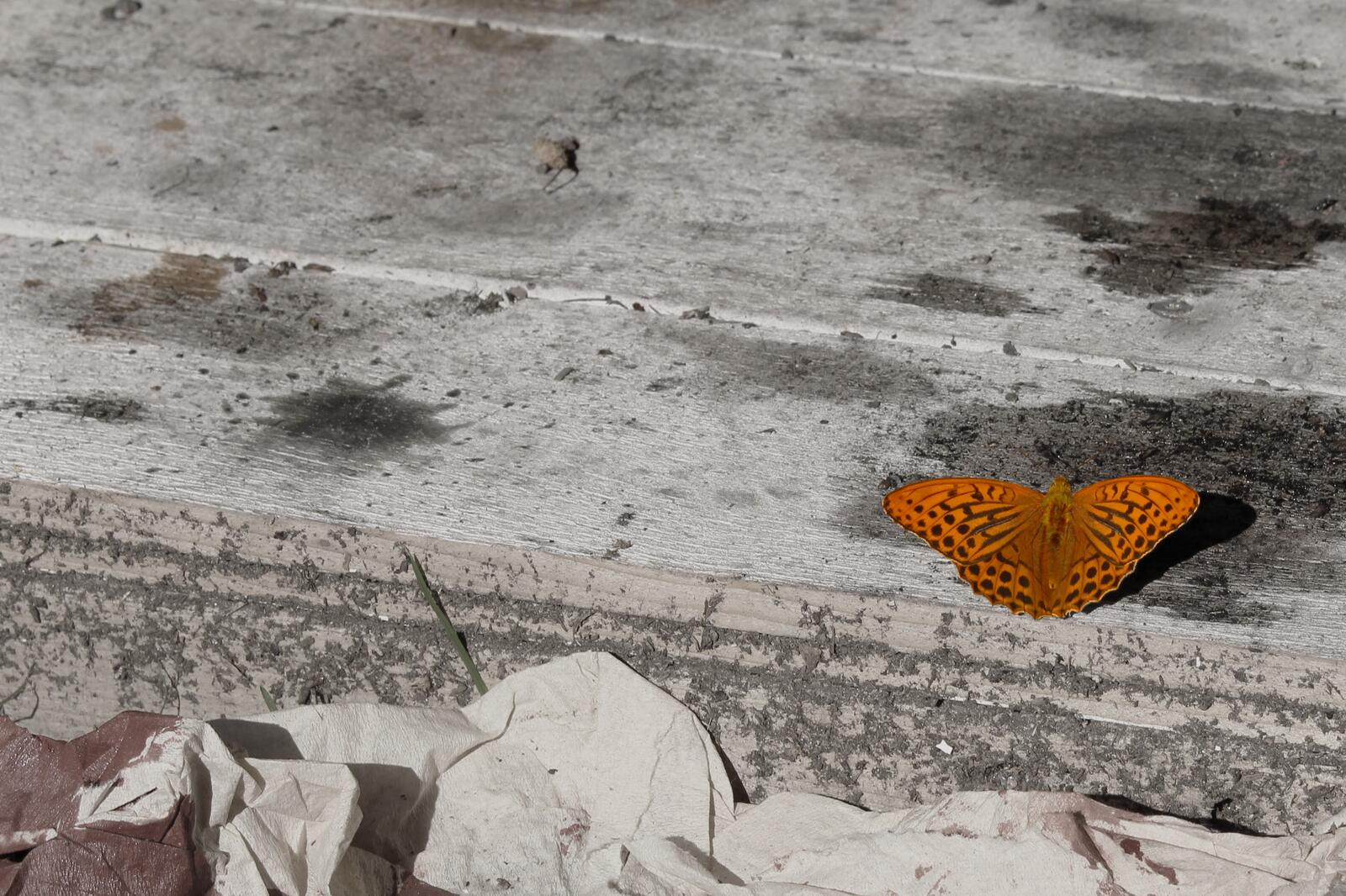 Free photo Orange butterfly on a wooden background