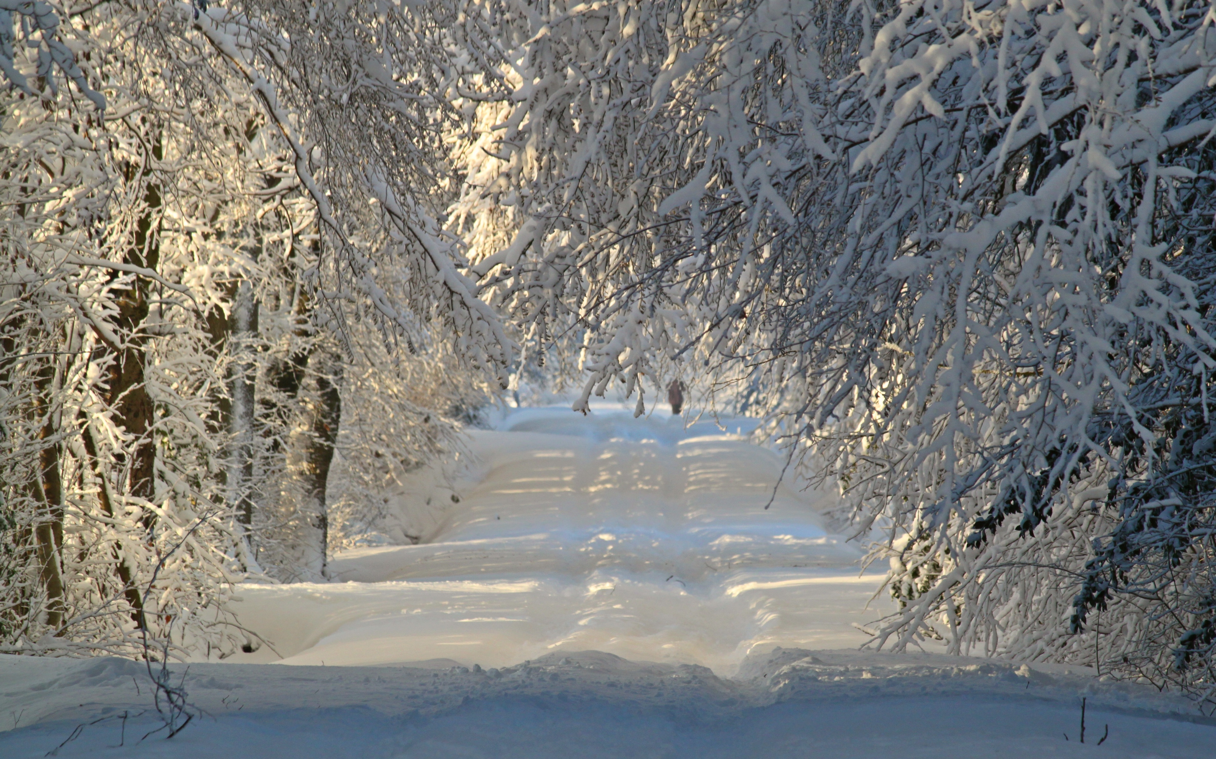 A winter road through snow-covered trees