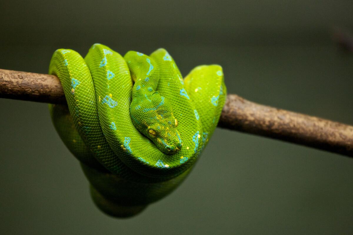 A green snake sleeps on a tree branch
