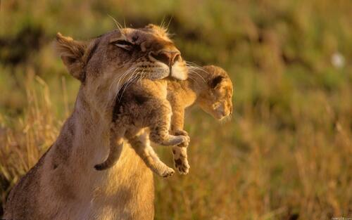 A lioness carries her cub in her teeth.